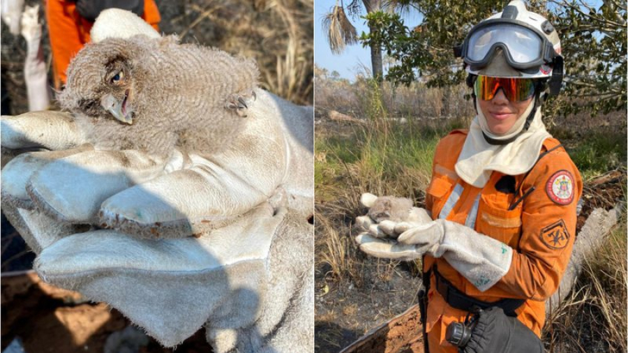 Especial incêndio e queimadas: Filhotes de coruja são resgatados durante combate a incêndios florestais na Bahia