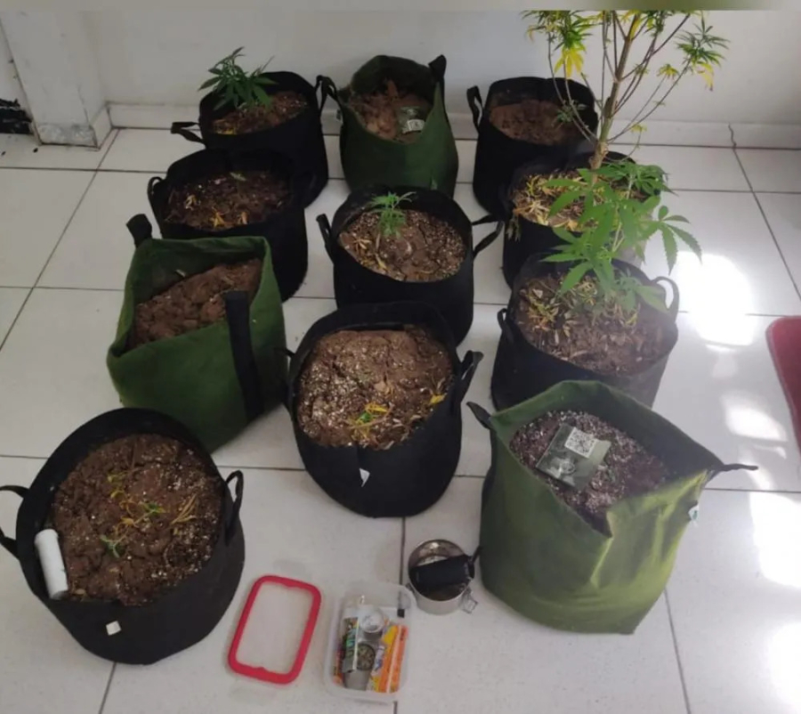 Após denúncia de estupro PM encontra plantação de maconha dentro de casa em Mata de São João