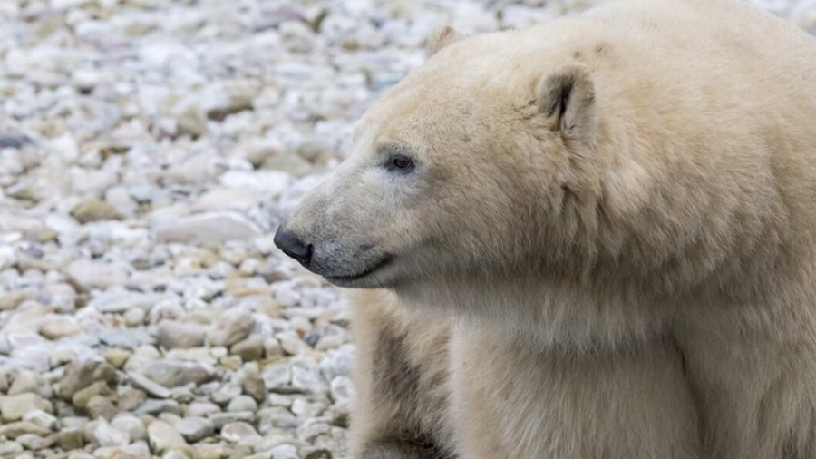 Homem fica gravemente ferido após tentar defender mulher de ataque de urso polar